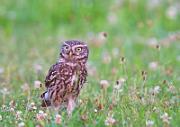 Steinkauz - Little Owl (Athene noctua)